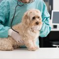 犬がどんぐりを飲み…