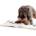 【可愛い犬の絵本】…