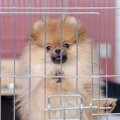 飼い主が入院！愛犬…
