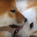 柴犬達の歯医者さん…