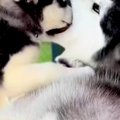 どうしても『お父さ…