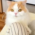 猫に『はやくきて！…