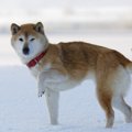 犬が『集中している…