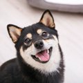 なぜ犬は『汚いもの…