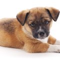 初めて犬を飼うこと…