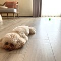 犬のケガに繋がる『…