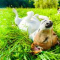 犬のお留守番中に退…