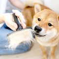 『抜け毛が多い犬種…