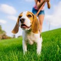 犬の散歩はマンネリ…