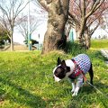 散歩中に犬が臭いを…