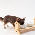 犬のための『食事台…