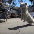 柵越しの犬との格闘…