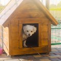犬を外で飼うと『寿…