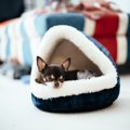 犬にとっての『寝心…