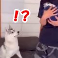 公園で拾った子猫を…