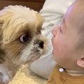 赤ちゃんが大号泣→犬…