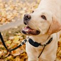 犬からの『愛してる…