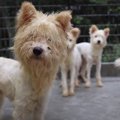 多頭飼育崩壊から救…