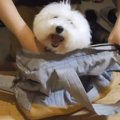 早く行こうよ！かば…