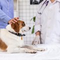 犬の健康診断でコレ…