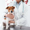 犬のガン治療の未来…
