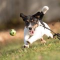 犬の「追いかけ癖」…