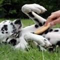 ついつい飼い主が許…
