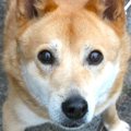 オキシトシンとは愛…