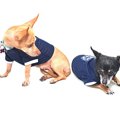 犬がおしりを向ける…