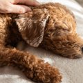 犬の認知症が進行す…