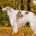 『スタイル抜群な犬…