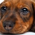 犬の視力が低下した…