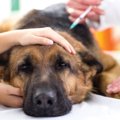 新型の犬インフルエ…