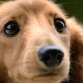 犬を不幸にする４つ…