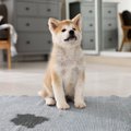 犬の新米飼い主がや…