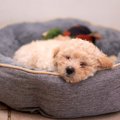 トイプードルの睡眠…