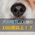 犬の嗅覚は人間の100…