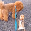 小型犬と仲良くなり…