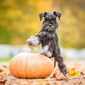 犬が「好きな食べ物…