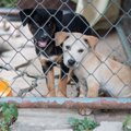 子犬工場で生まれた…
