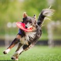 犬の年齢で異なる『…