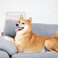 犬が家具をボロボロ…