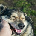 犬が飼い主を喜ばせ…