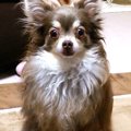 わんちゃんが快適に…