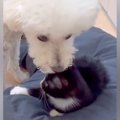 子猫にベッドを強奪…