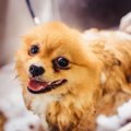 犬が濡れた後に体を…