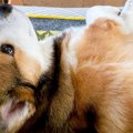 『犬の足がソファか…