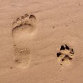 愛犬の肉球のお手入…
