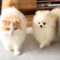 『犬が猫に育てられ…