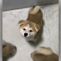 破壊力抜群！秋田犬…